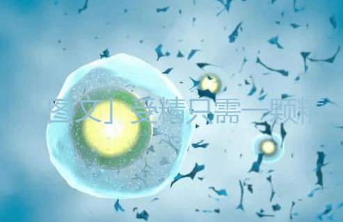 「圖文」受精只需一顆精子，那另外上億的精子都去哪里了呢？