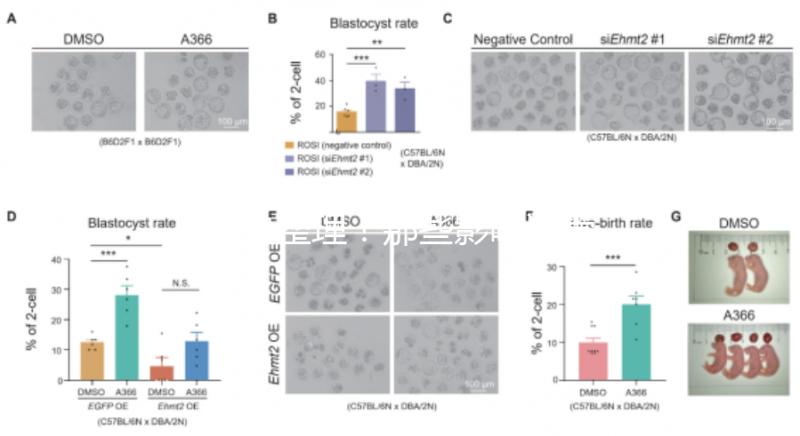 吐血整理！那些影響試管嬰兒成功率的因素