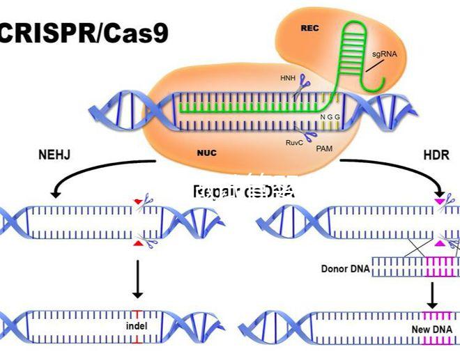 在新加坡做試管嬰兒要多少錢,和馬來西亞的價格差別不大