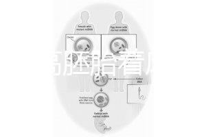 怎么提高胚胎著床率？答案是PGT加上第三代試管(PGD/PGS)