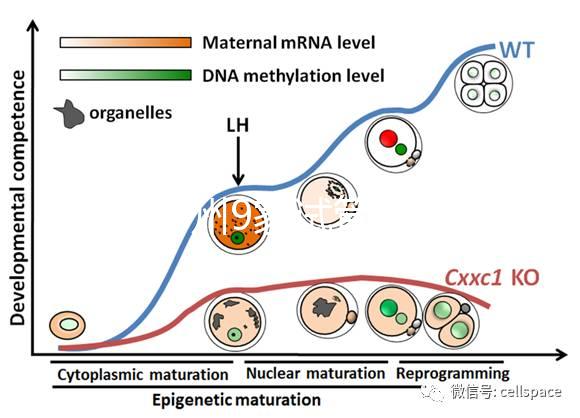 最新鄭州9家試管嬰兒醫(yī)院排名、哪家成功率最高