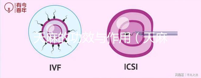 天麻的功效與作用（天麻的功效與作用主要治什么病）