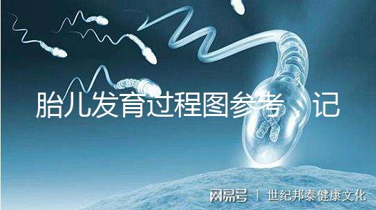 胎兒發育過程圖參考，記錄胚胎從一到九個月變化