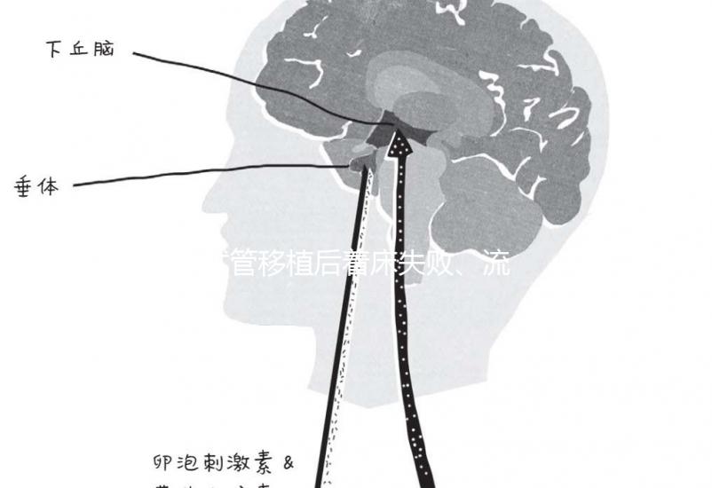 試管移植后著床失敗、流產？可能是“封閉抗體”出了問題
