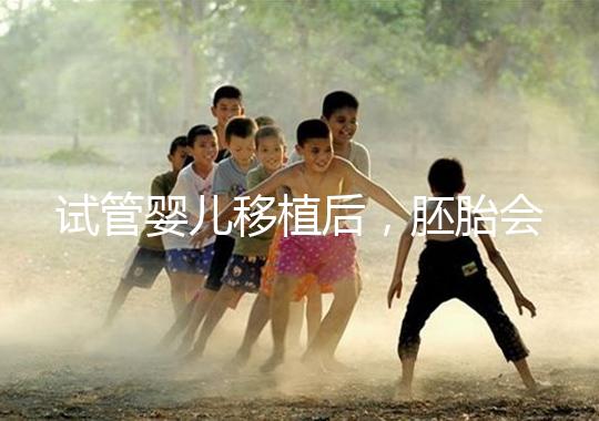 試管嬰兒移植后，胚胎會(huì)在子宮中經(jīng)歷哪些變化？