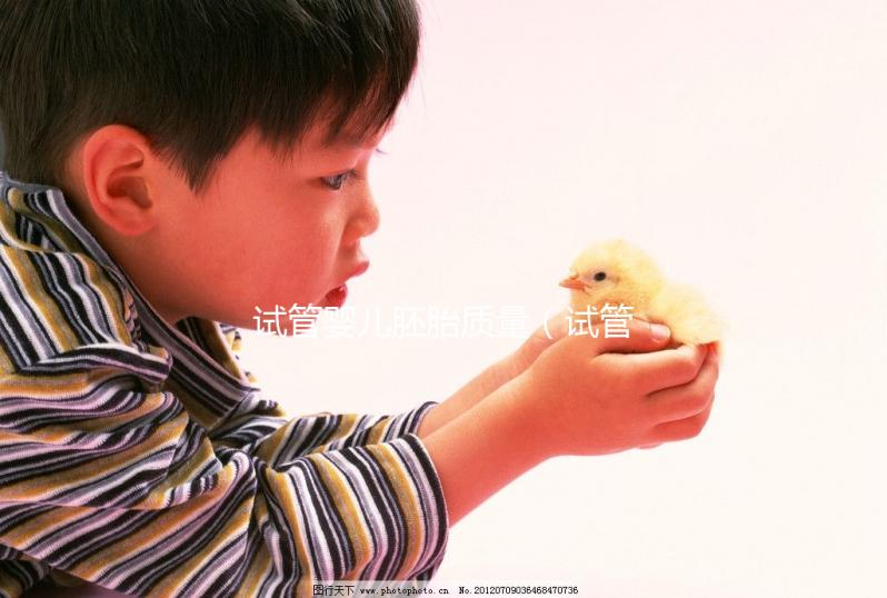 試管嬰兒胚胎質(zhì)量（試管嬰兒胚胎質(zhì)量等級）