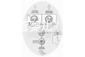 香港 試管嬰兒(香港試管嬰兒可以選擇性別么)